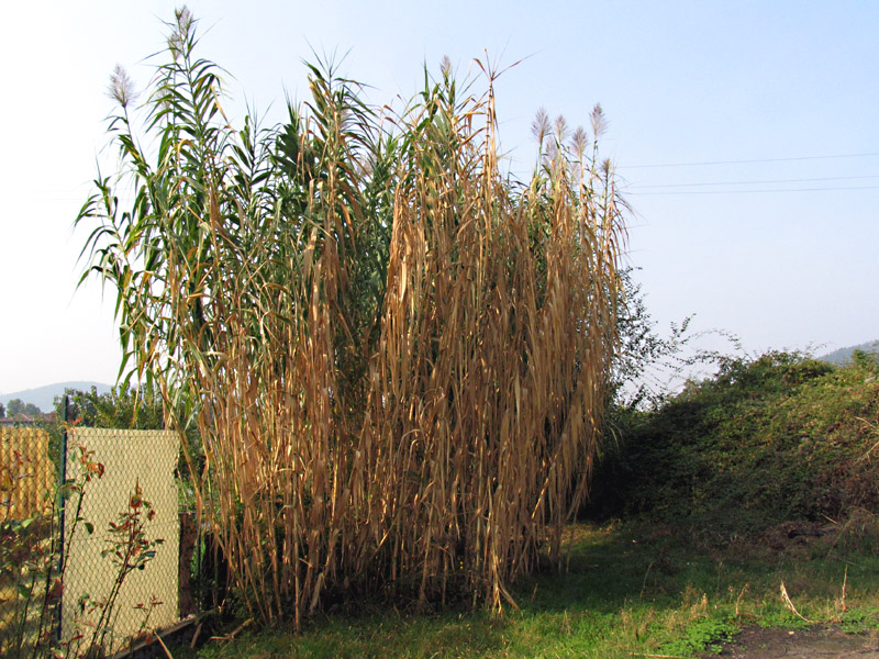 Arundo donax L. / Canna domestica.